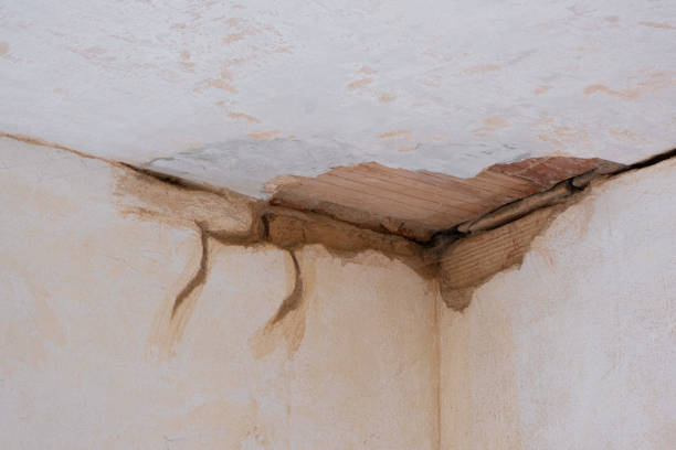 Best Professional water damage repair  in Carson, WA